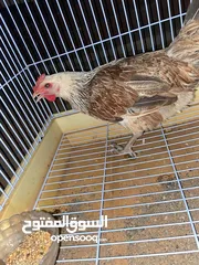  2 ديك وخمس دجاجات عربية