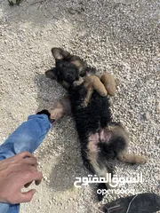  4 جيرمن شيبرد بيور كسحه عضم عريض ماخد المطاعيم