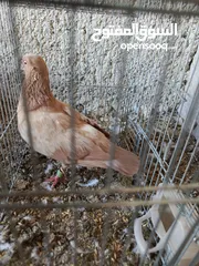  24 حمام للبيع