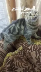  10 سكوتش فولد ماربل