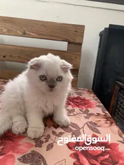  3 سكوتش فولد للبيع العمر 60 يوم