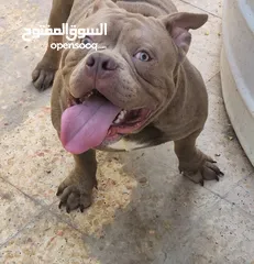  14 AMERICAN BULLY MALE