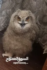  2 بوم فراخ  عقابي اوراسي اليف  بوم مقزم اليف سعره 40  وخدمة توصيل