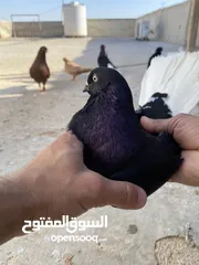  18 كوم حمام للبيع