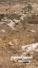  5 ارض في الباذان تصنيف A طابو عصيره الشماليه