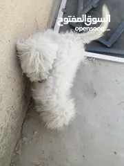  4 كلاب مالتيز