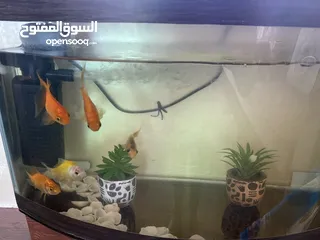  3 إعلان بيع حوضين سمك مع سمكات وزينة