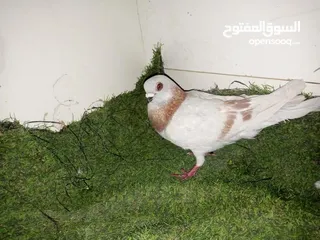  11 حمام كش للبيع كوم