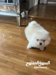  10 Pomeranian Male