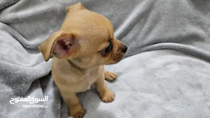  8 Chihuahua teacup