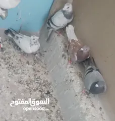  1 4 طيور  بسعر 5 ليرات