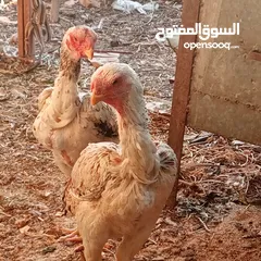  4 جاجتين فارسي نخب أول