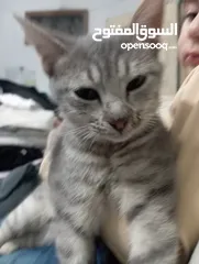 5 توبي كات (بندق) قط جميل جدا وأليف the best cat i have ever seen and i loke it