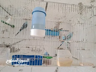  5 اجواز حب جاهزه فل وافراخ اعمار مختلفه اشي جايب بطن عندي قبل واشي بيجهز