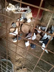  22 حمام للبيع في الزرقاء العالوك بجانب بقالة الصقر التواصل عبر الواتس اب