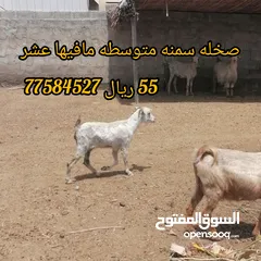  6 حلال متنوع التفاصيل ف الصوره