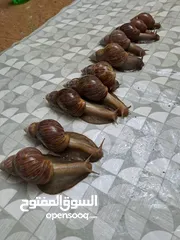  14 حلزون افريقي احجام ضخمة للبيع بأسعار مناسبة متبقي عشر حلزونات فقط