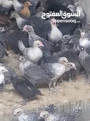  1 فرخات دجاج عمر شهر ونص