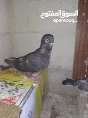  9 ثلث طواير للبيع