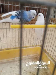  3 طيور حب مشكلات