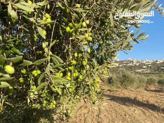  7 2دونم للبيع في كفرراعي (جنين)