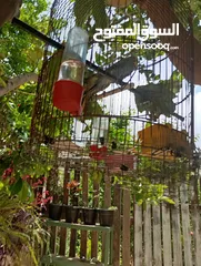  1 خدمات تقليم اشجار وتنسيق خدائق