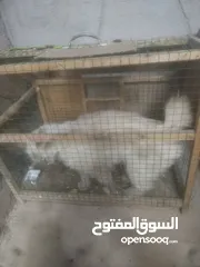  1 بزونه هملايه نثيه نضيفه