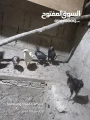  1 صيصان بلدي للبيع