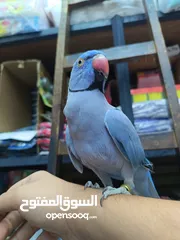 4 ببغاء دره لون ازرق طفره