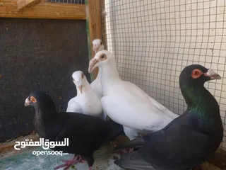  7 الكوم 70 فقط الحبة ليرتين فقط  حرق .... حرق .... حرق.... الموقع الكرك / الحسينية