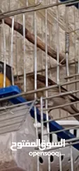  2 مطلوب ذكر كناري للبدل على بندوق كناري  مطلوب انثى حب جاهزة  للتفاصيل ارسل واتس اب ع الرقم