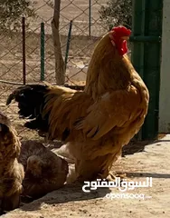  1 للبيع -ديوك (براهيمي )حجم كبير وفخم بسعر ولا بالخيال الواحد 20دينار والكوم 50 الحق حالك