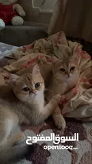  5 قطط سكوتش فولد 3 اناث وذكرين