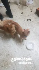 1 بيع قطط شيرازي