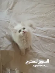  3 Pure Persian Kitten
