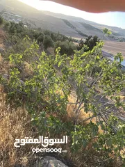  10 فرصة استثمارية لا تعوض ارض 14 دونم مع ملعب قدم خماسي باعلى المواصفات ، مرافق وصاله كبيره وتراس خارجي