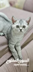  6 قطط للبيع cat for sale