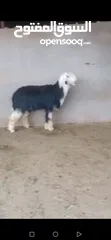 1 خروف نجدي نخب