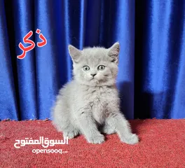  5 قطط سكوتش فولد للبيع