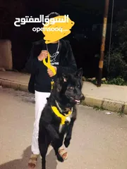  1 جرو جيرمن بلاك وايت ذكر العمر 8 شهور