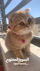  2 قطة للبيع سكوتش فولد