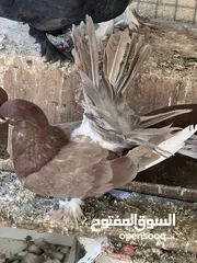  8 حمام شمسيات جميلات