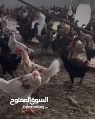  5 دجاج عماني
