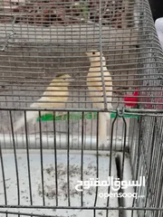  7 طيور كناري