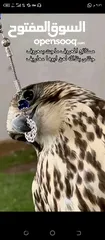  1 زغاليل بلدي