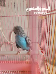  3 Parrot for sale