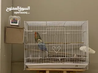  2 زوج ببغاء الروز منتج معى انتاجهم