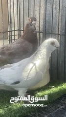  1 حمام كش و زق