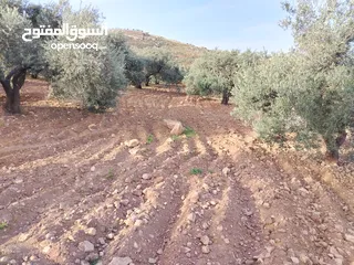  1 مزرعة زيتون ملوكية اطلالة ع الغرب و جبال فلسطين ع ثلاث شوراع قرب شارع الستين ثغرة السلطان