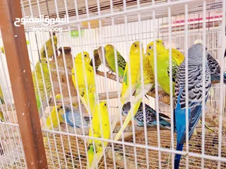  24 BIRDS FOR SALE